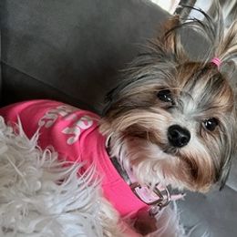 Yorkshire Terriers from Animal Kingdom puppies