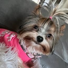 Yorkshire Terriers from Animal Kingdom puppies