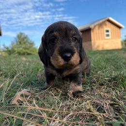 Dolly aka Sweetie - Wild boar female Dachshund puppy in Rusk, Texas from McCann Creek