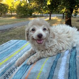 Wayne F1B - Cream male Aussiedoodle puppy in Oklahoma City, Oklahoma from Foneb Farm - The F1B Farm