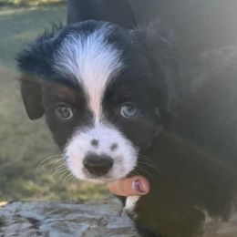 Miniature Australian Shepherds and Pembroke Welsh Corgis from Geri's Dogs