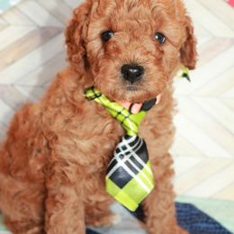 Tater Tot - Blenheim Cavapoo puppy in Dundee, Ohio from Dundee Dandy Poodles