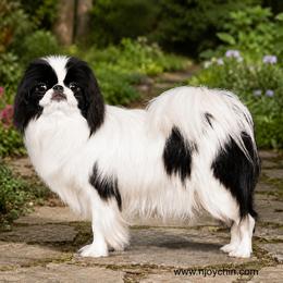 Meso - Japanese Chin