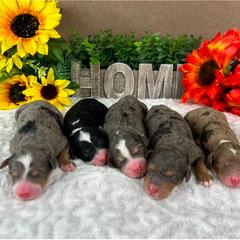 Australian Mountain Doodle and Bernedoodle Puppies from D and D’s Dandy Doodles