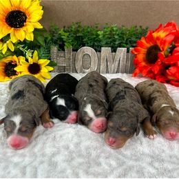 Australian Mountain Doodle and Bernedoodle Puppies from D and D’s Dandy Doodles
