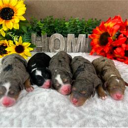 Australian Mountain Doodle and Bernedoodle Puppies from D and D’s Dandy Doodles