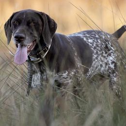 German Shorthaired Pointers from Glen Allen Kennels
