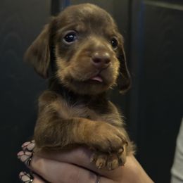 Boy 3 - Chocolate and tan Dachshund puppy in California from JnA Dachshunds