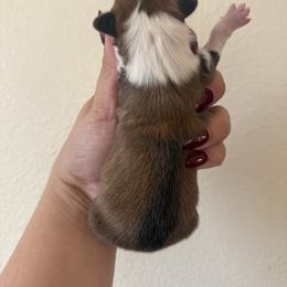 Pika - White and red male Pembroke Welsh Corgi puppy in Red Bluff, California from Wilder Ranch Corgis