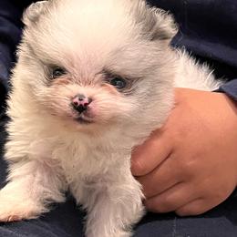Cookie - Blue merle female Pomeranian puppy in El Paso, Texas from Texas quality pomeranians