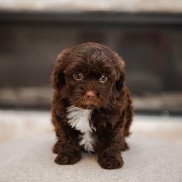 Bernedoodle, Cavapoo, Havanese, and Havapoo Puppies from Lady Paws Puppies - Cassie