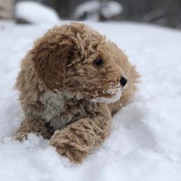 Goldendoodle Puppies from KandE Doodles