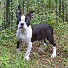 Boston Terrier Puppies from I Love Pups