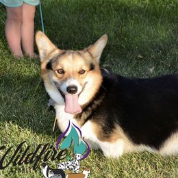 Laken - Pembroke Welsh Corgi