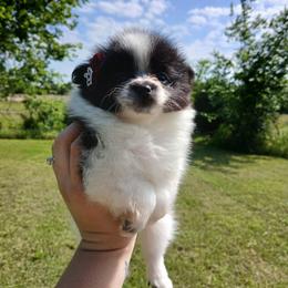 Raya - Black parti female Pomeranian puppy in Ada, Oklahoma from Once Upon A Fluff