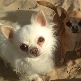 Chihuahuas from Vargo Chihuahuas