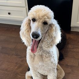 Goldendoodles and Poodles from Angel’s Standard Doodles and Poodles