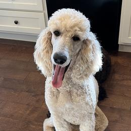 Goldendoodles and Poodles from Angel’s Standard Doodles and Poodles