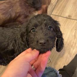 Black silky - Black male Dachshund puppy in Runge, Texas from Broken Diamond J Farms