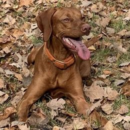 Vizslas from Betsy's Vizslas