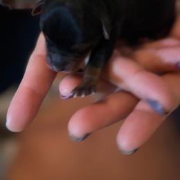 Spooky Boo - Black and tan female Yorkshire Terrier puppy in Coeur D Alene, Idaho from Cozy Coeur Yorkies