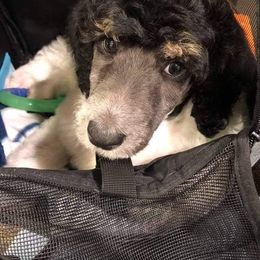 Poodle Puppies from PaintersPreciousPoodles