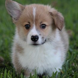 Cardigan Welsh Corgi and Pembroke Welsh Corgi Puppies from Rustic Spur Kennel