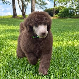(Fischer) Lime Green Collar Male - Silver-beige  male Poodle puppy in Screven, Georgia from Dreamland Standard Poodles
