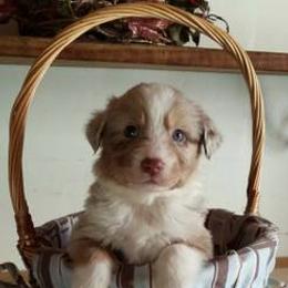 Australian Shepherd Puppies from AussieLand Shepherds
