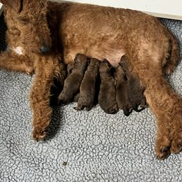 Girl 1 - Red Irish Terrier puppy in Ball Ground, Georgia from Ceallach Irish Terriers