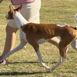 Ponzi - Ibizan Hound