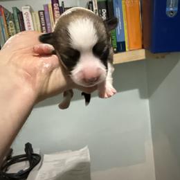 Frosty - Red female Pembroke Welsh Corgi puppy in New York, New York from Ad Astra NYC