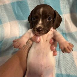 Patch - Piebald male Dachshund puppy in Whitesboro, Texas from Joanie's Tickled Pink Puppies
