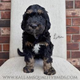 Liam - Phantom male Bernedoodle puppy in Owasso, Oklahoma from Kallams Bernedoodles & Bernese Mountain Dogs