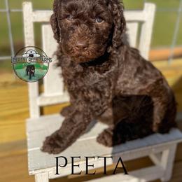 Peeta - Chocolate male Goldendoodle puppy in Ocoee, Tennessee from Liberty Creek Farms