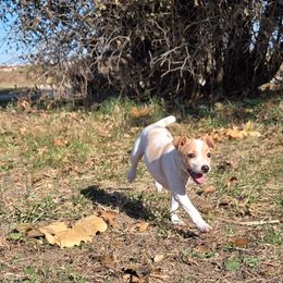Jane - White and apricot female Rat Terrier puppy in Brookfield, Missouri from Country Rat Terriers