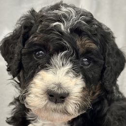 Girl 3 - Rose Tico - Phantom Bernedoodle puppy in Lake Oswego, Oregon from Orchard Hill Bernedoodles