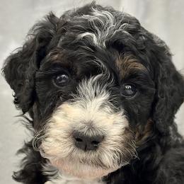Girl 3 - Rose Tico - Phantom Bernedoodle puppy in Lake Oswego, Oregon from Orchard Hill Bernedoodles