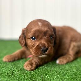 Miss Red Collar - Red female Cavapoo puppy in Springtown, Texas from North Texas Puppies