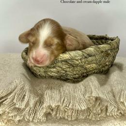 Green collar - Dapple male Dachshund puppy in Cherry Valley, California from Sugar and Spice Dachshunds