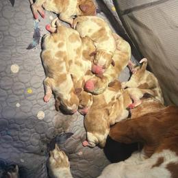 Boy 1 - Red and white male Basset Hound puppy in Saint Cloud, Florida from Mockingbird Hollow Bassets