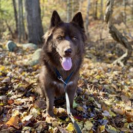 Excavator - Vator - Brown and white male Siberian Husky puppy in Sanbornton, New Hampshire from Kristie’s Husky Haven