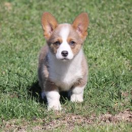 American Corgi, French Bulldog, and Pembroke Welsh Corgi Puppies from Moonstone Corgis & Frenchies