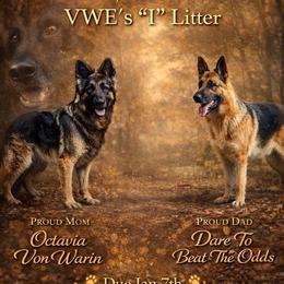 Orange - Black and red female German Shepherd puppy in Holden, Missouri from Vacker Warin Engel