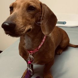 Willow - Dachshund
