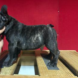 Doom - Brindle male French Bulldog puppy in Eunice, Louisiana from 4J's Cajun Kennels