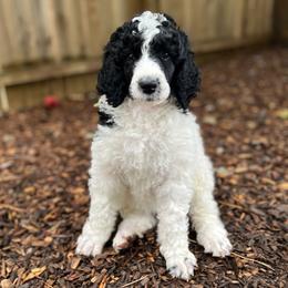 Coral - Parti female Poodle puppy in Harpers Ferry, West Virginia from Oso Perfect Poodles and Doodles