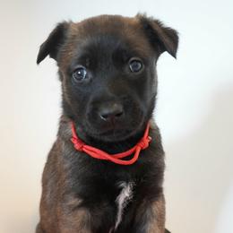 Lyanna - Fawn female Belgian Malinois puppy in Baltimore, Maryland from Abenteurer German Shepherds & Belgian Malinois