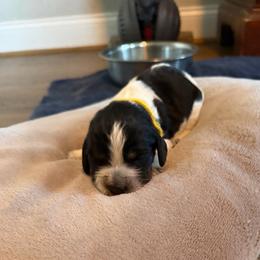 Cupid - Bea - Black white and tan female English Springer Spaniel puppy in Mooresville, North Carolina from Third Creek Springers