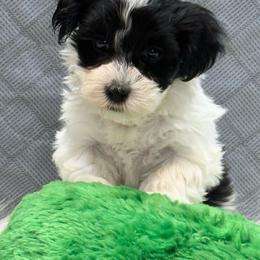 Dotty - Black and white female Companion Cross puppy in Lancaster, South Carolina from 3 Bs Havanese-PUPPIES with  PURPOSE